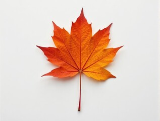 Orange-red maple leaf on white background