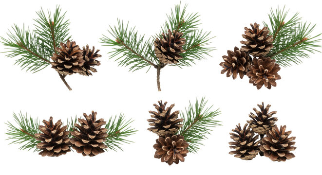 Collection of Pine Cones and Pine Needles on White Background 5.
