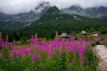 Kwitnąca polana Gąsienicowa w Tatrach © Pawel