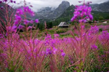Kwitnąca polana Gąsienicowa w Tatrach © Pawel