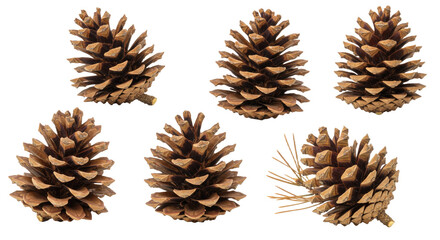 Collection of Pine Cones on a White Background 1.