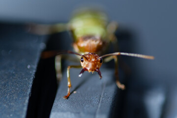 Close up shot of green ant 