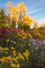Obraz premium Beautiful chrysanthemums flowers in autumn botanical garden in Kyiv, Ukraine