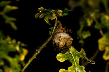 Solanum linnaeanum (El tomatillo del diablo) Planta venenosa parecida al tomate