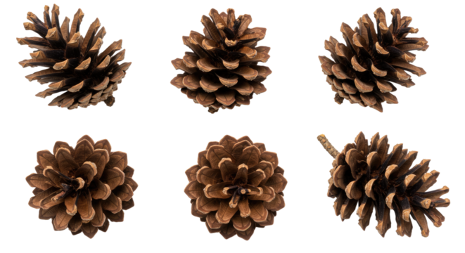 Collection of Six Natural Pine Cones Isolated on White Background.