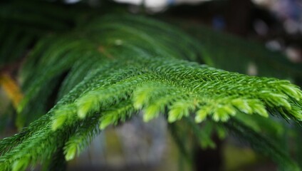A close-up of a dark green, feathery branch of a Norfolk Island Pine, showing the bright yellow-green tips of new growth