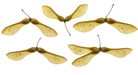 Five Maple Tree Samaras Seed Pods Isolated on White Background 2.