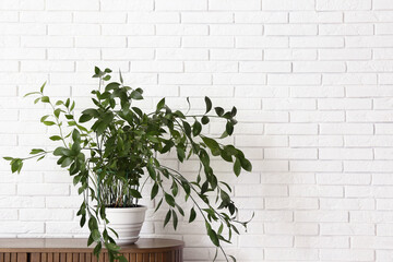 Houseplant on chest of drawers near white brick wall in room, closeup
