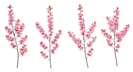 Four delicate pink cherry blossom branches isolated on white background.
