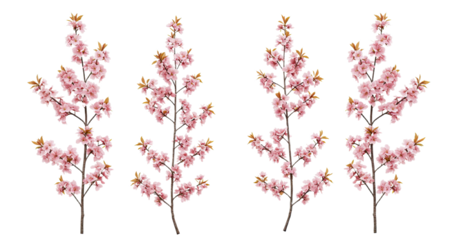Four delicate pink cherry blossom branches isolated on white background 1. - Powered by Adobe