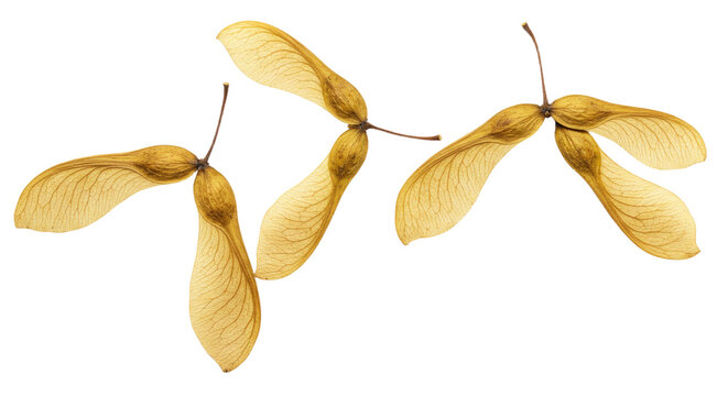 Four Maple Tree Seeds With Wings Isolated On White Background.