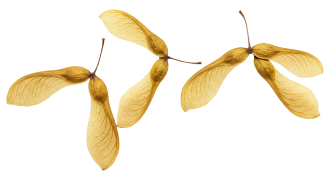 Four Maple Tree Seeds With Wings Isolated On White Background.