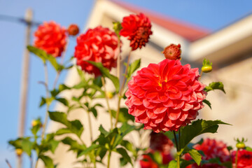 Bright red dahlias in garden at summer cottage yard. Beautiful flowers in the garden near the house © Aisylu
