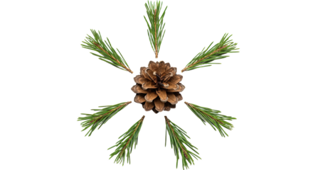 Pine cone and needles arranged in a starburst pattern.