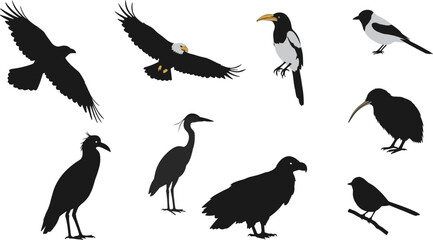 Collection of bird silhouettes and illustrations, including eagles, herons, and songbirds, representing wildlife diversity, freedom, nature, and avian species