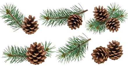 Pine cones and evergreen branches isolated on white background 1.