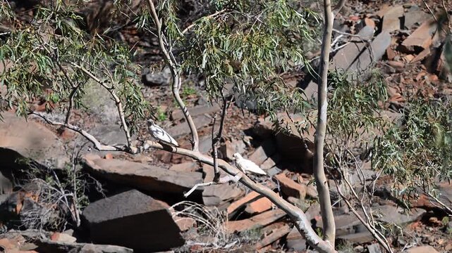 little corella cockatoo, Cacatua sanguinea sitting in a tree of a remote bush camp in a rocky landscape of millstream chichester national park in the Pilbara region of West Australia.