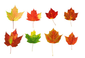 colorful real autumn maple leaves isolated on white background