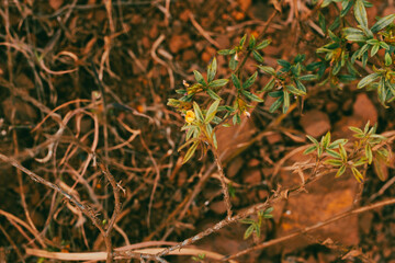 Planta nativa do cerradão mineiro