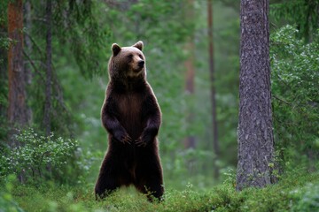 Fototapeta premium Brown bear standing on hind legs, looking attentive. Wild animal observing its natural forest habitat