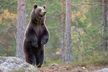 Fototapeta premium Brown bear on hind legs in a Finnish forest, standing alert and observing the surroundings with focus