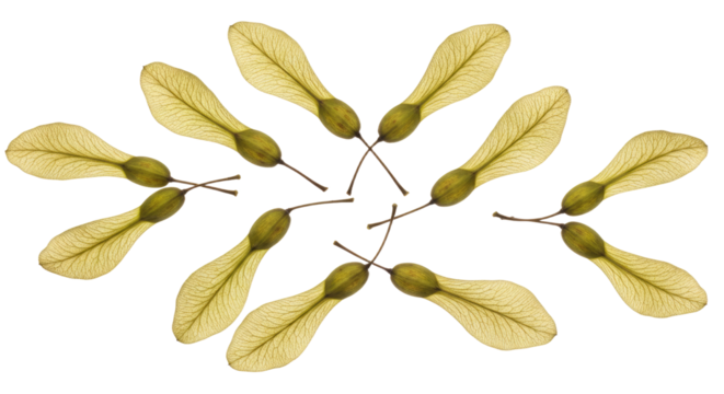 Scattered Maple Tree Seeds Arranged in a Circular Pattern.