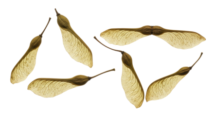 Seven Maple Tree Samaras Seeds Scattered on White Background.