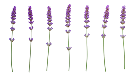 Seven Stalks of Lavender Flowers Isolated on White Background 2.