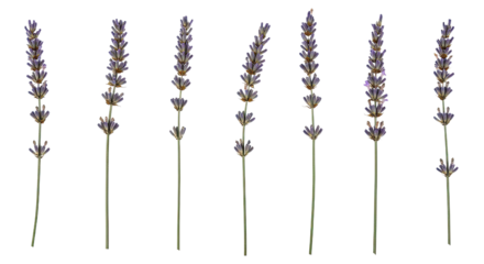 Seven Stems of Lavender Flowers Isolated on White Background.
