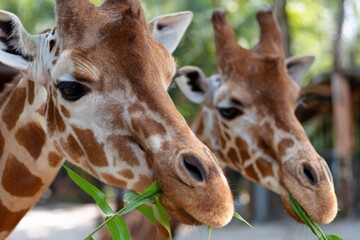 Naklejka premium Pair of giraffes feeding on fresh green plant leaves, showcasing their heads and distinct pattern up close