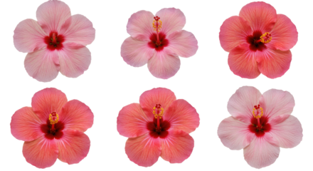 Six delicate pink and coral hibiscus flowers arranged in two rows.