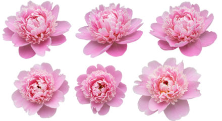 Six delicate pink peonies in full bloom isolated on a white background.