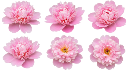 Six Delicate Pink Peony Flowers Isolated on White Background 1.