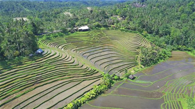 Enchanting Aerial View of Belimbing Rice Terraces &ndash; Hidden Paradise in Pupuan, Tabanan Bali