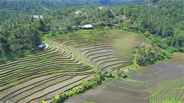 Enchanting Aerial View of Belimbing Rice Terraces &ndash; Hidden Paradise in Pupuan, Tabanan Bali