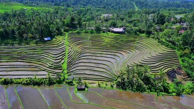 Enchanting Aerial View of Belimbing Rice Terraces &ndash; Hidden Paradise in Pupuan, Tabanan Bali