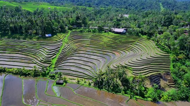 Enchanting Aerial View of Belimbing Rice Terraces &ndash; Hidden Paradise in Pupuan, Tabanan Bali