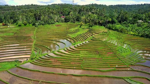 Enchanting Aerial View of Belimbing Rice Terraces &ndash; Hidden Paradise in Pupuan, Tabanan Bali