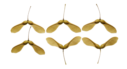 Six Maple Tree Samaras Isolated on White Background.
