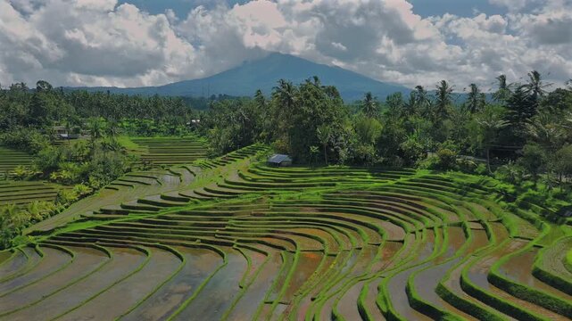 Enchanting Aerial View of Belimbing Rice Terraces &ndash; Hidden Paradise in Pupuan, Tabanan Bali