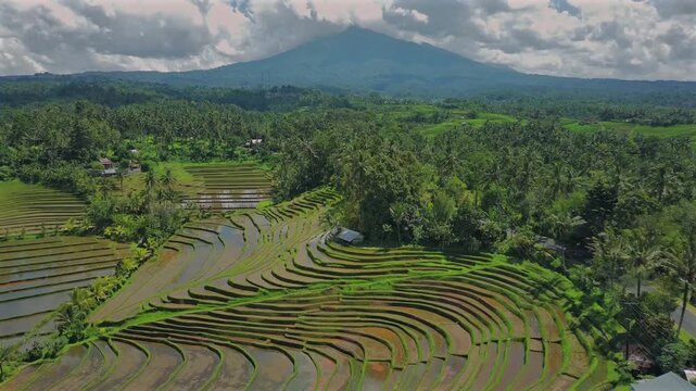 Enchanting Aerial View of Belimbing Rice Terraces &ndash; Hidden Paradise in Pupuan, Tabanan Bali