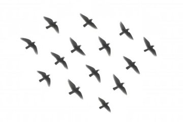 Flock of birds flying in formation, migrating against transparent background, symbolizing freedom and teamwork