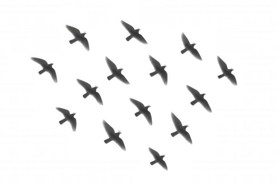 Flock of birds flying in formation, migrating against transparent background, symbolizing freedom and teamwork