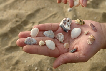 Shell on the beach