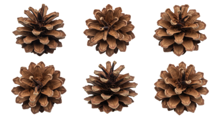Six Pine Cones Isolated on White Background Natural Organic Elements.