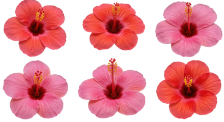 Six Vibrant Hibiscus Flowers in Various Shades of Pink and Red.