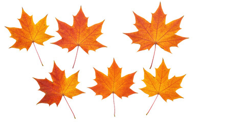 Six Vibrant Orange Maple Leaves Isolated on White Background 3.