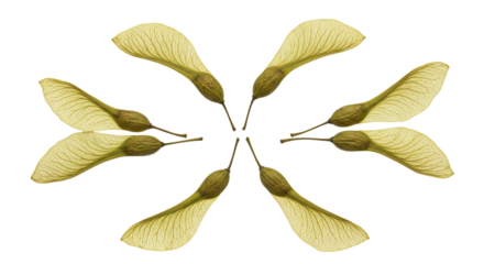 Symmetrical Arrangement of Helicopter Seeds on a White Background.