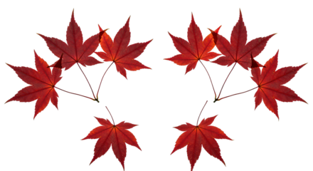 Two symmetrical arrangements of red maple leaves on white background.