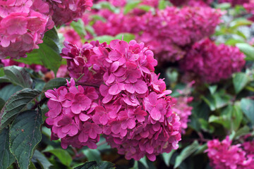 Pink hydrangeas on a dark green background in a autumn garden. Beautiful natural background. Close-up of autumn flowers. Close-up of a lush hydrangea. Pink flowers. Gardening. Pink hydrangeas.